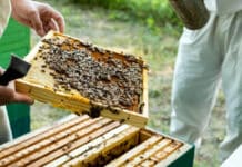 Пчеларство