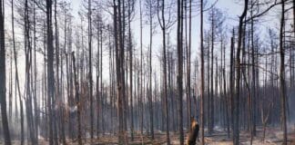 Пожарът в село Студена