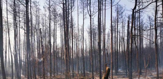 Пожарът в село Студена