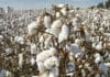 Производство на земеделска култура памук
