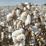 Производство на земеделска култура памук