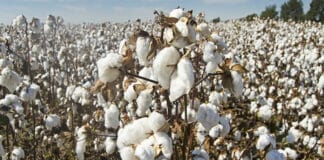 Производство на земеделска култура памук