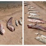 Умряла риба заради ниските нива на язовир Пясъчник край Пловдив