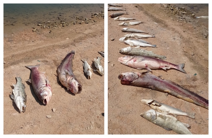 Умряла риба Снимка Танчо Пирянков Facebook
Масовото измиране на рибата в