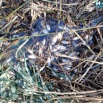 Умрялата риба, река Айтоска