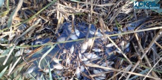 Умрялата риба, река Айтоска