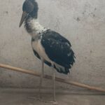 Бебе черен щъркел, намерен край язовир "Копринка"