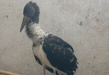 Бебе черен щъркел, намерен край язовир "Копринка"