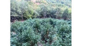 Нива с канабис, Област Благоевград