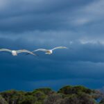 Бури, времето