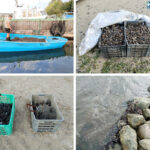 Черна морска мида