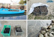 Черна морска мида