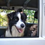 Кучето Емир в Световния ден на кучето