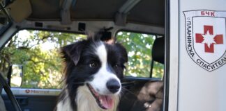 Кучето Емир в Световния ден на кучето