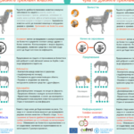 Чума по преживните животни