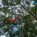 Дърво, опиращо се в стълб