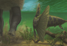 Реконструкция на панцерна щука, гр. Трън