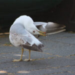 Гларус в Бургас