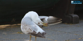 Гларус в Бургас