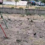 Кокошки в Пловдив