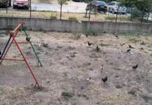 Кокошки в Пловдив