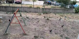 Кокошки в Пловдив