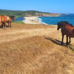 Коне край плаж "Велека" в Синеморец