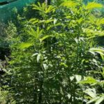 Наркотици в Житуша, Радомирско