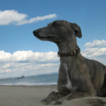 Куче на плажа в Бургас