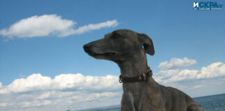 Куче на плажа в Бургас