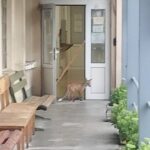 Лисица пред КАТ-Велико Търново