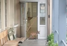 Лисица пред КАТ-Велико Търново