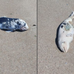 Мъртъв делфин на плаж Харманите в Созопол