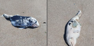 Мъртъв делфин на плаж Харманите в Созопол