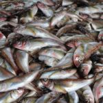 Мъртви риби