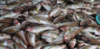 Мъртви риби