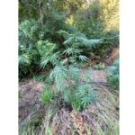 Нива с канабис, Петрич, с. Волно