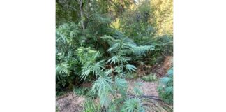 Нива с канабис, Петрич, с. Волно