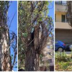 Опасни тополи в Плевен