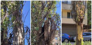 Опасни тополи в Плевен