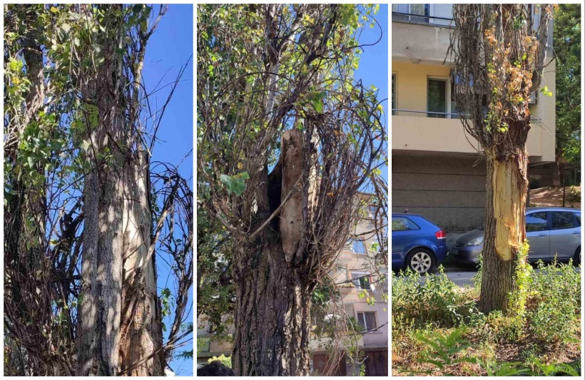 В Плевен ще бъдат премахнати спешно 41 опасни тополи съобщиха