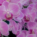 Орхидеи