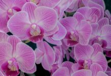 Орхидеи