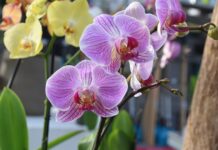Орхидеите