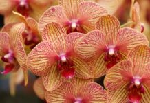 Орхидеите