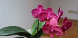 Орхидеята