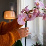 Отглеждане на орхидеи у дома