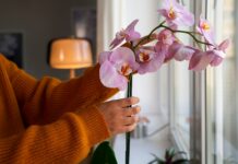 Отглеждане на орхидеи у дома