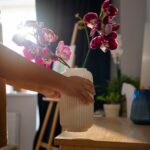 Отглеждане на орхидея вкъщи