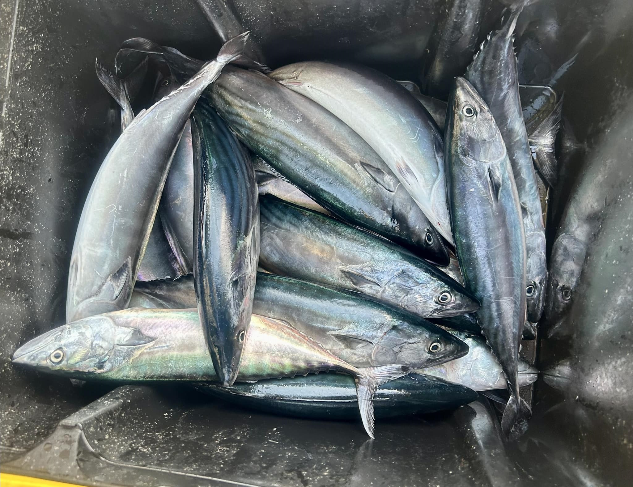 Въпреки лошото време днес рибарите от Южното Черноморие особено в